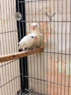 Albino black eye breeder pair