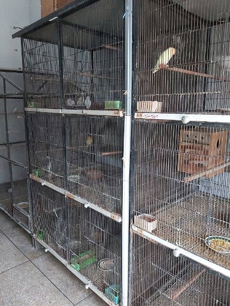 lovebird pairs / cages 1