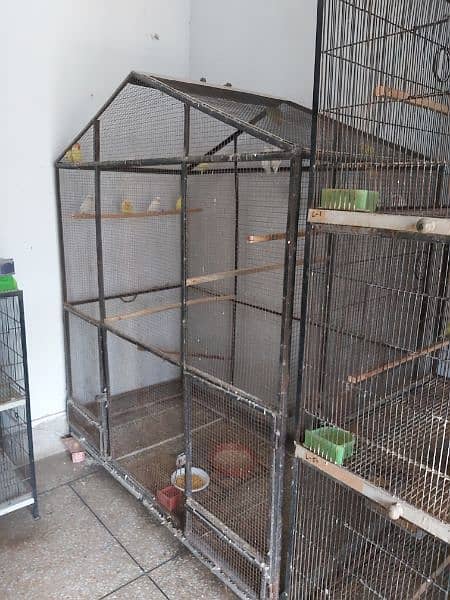 lovebird pairs / cages 2