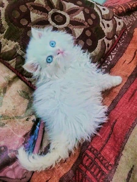 persian kittens/punch face/semi punch  tripple coated 6