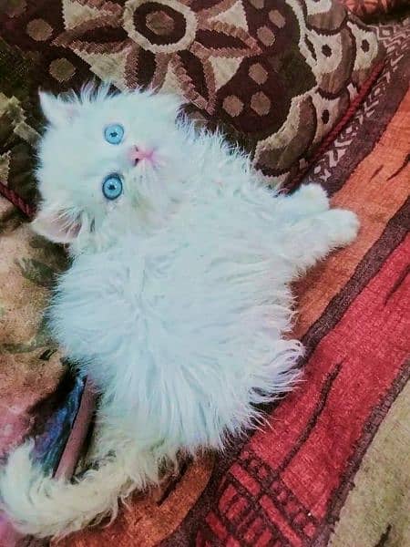 persian kittens/punch face/semi punch  tripple coated 9
