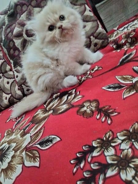 persian kittens/punch face/semi punch  tripple coated 11