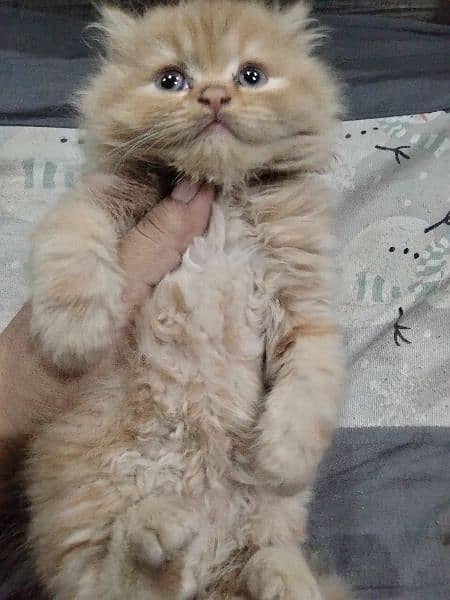 persian kittens/punch face/semi punch  tripple coated 12