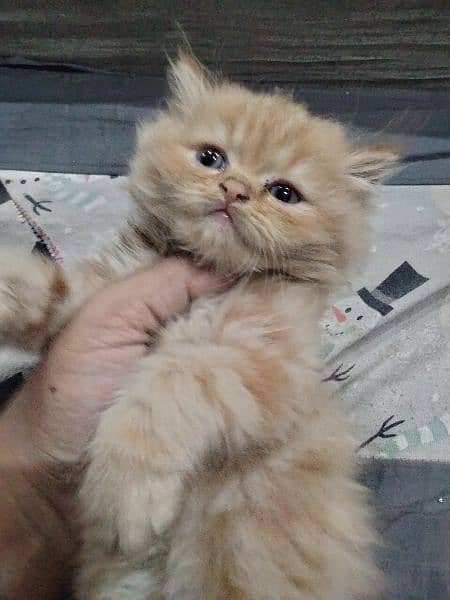 persian kittens/punch face/semi punch  tripple coated 13