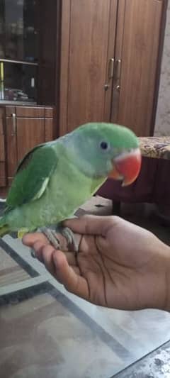 MASHALLAH  Pahari raw parrot full healthy and active