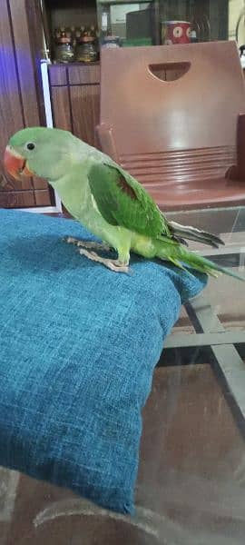 MASHALLAH  Pahari raw parrot full healthy and active 2