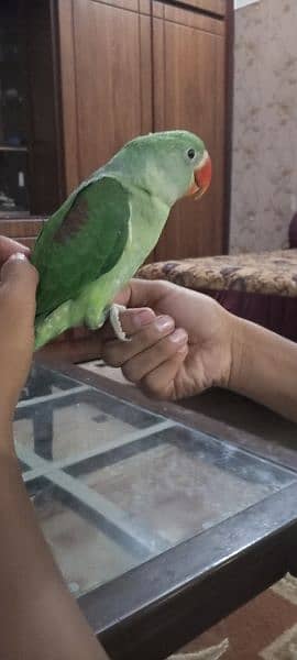MASHALLAH  Pahari raw parrot full healthy and active 3