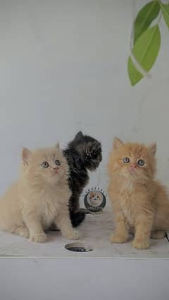 Persian kittens (high quality) 0