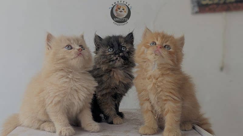 Persian kittens (high quality) 1