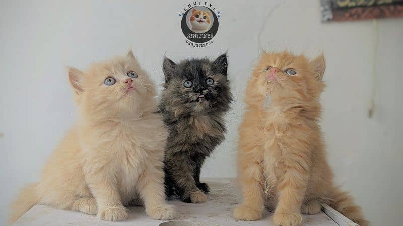 Persian kittens (high quality) 2
