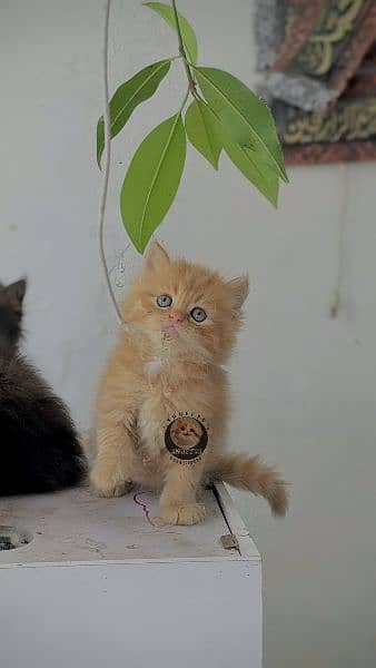 Persian kittens (high quality) 3