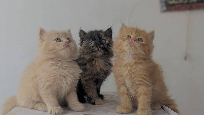 Persian kittens (high quality) 4