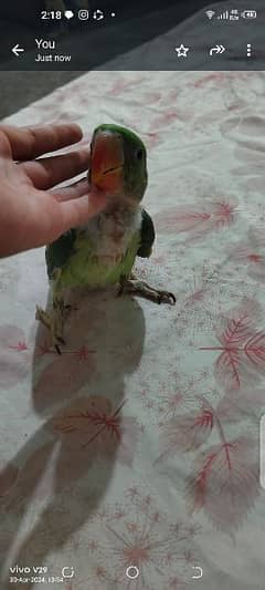 very healthy and active raw parrot baby