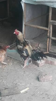 Aseel Pair For Sale 0