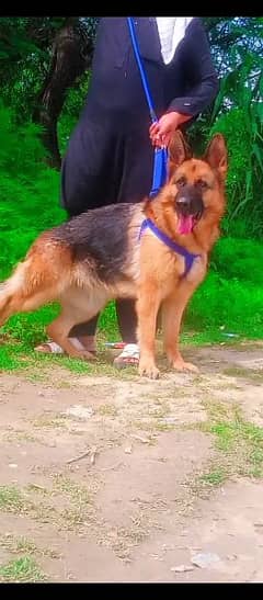 German Shepard double cout 11 months age