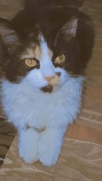 Persian cat