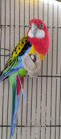 Rosella for sale
