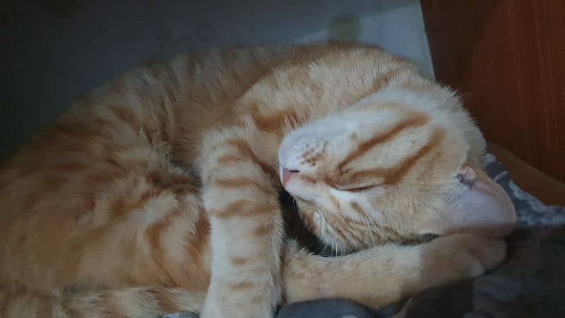 orange cat 4