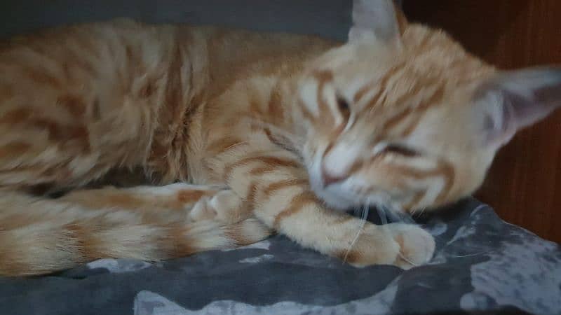 orange cat 6