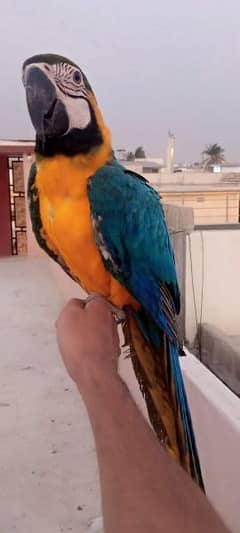 blue and gold macaw chick local Karachi chick