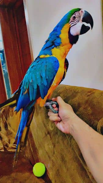 blue and gold macaw chick local Karachi chick 3