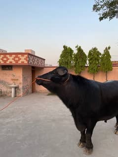 Baffalo Bull