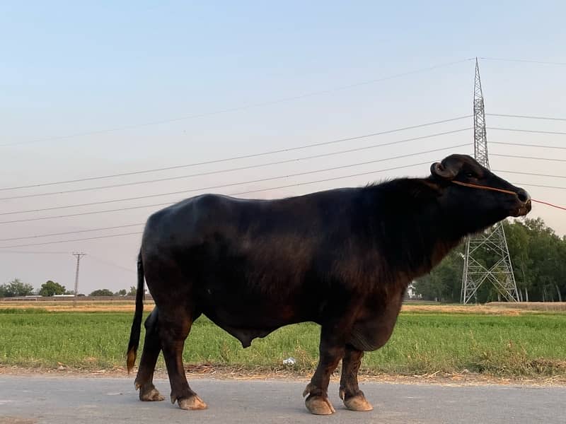 Baffalo Bull 2