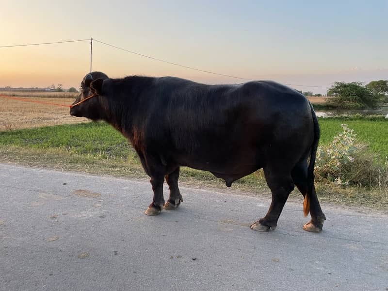 Baffalo Bull 3