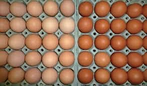 desi egg / lohman brown egg