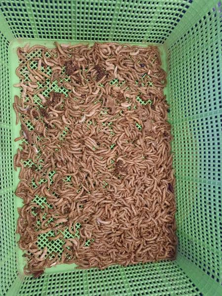 Mealworm Available for sale in Clifton 0