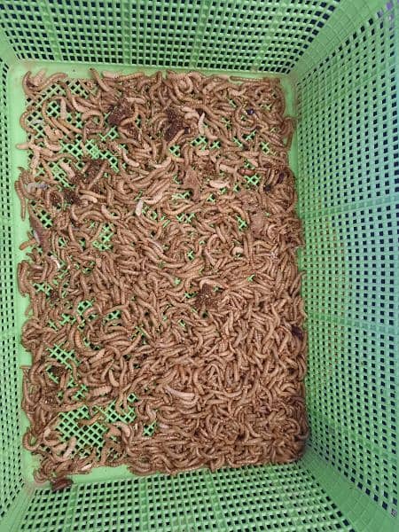 Mealworm Available for sale in Clifton 1