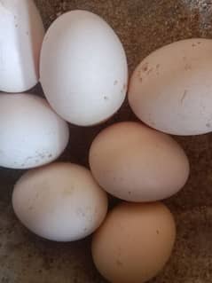 pure Desi eggs