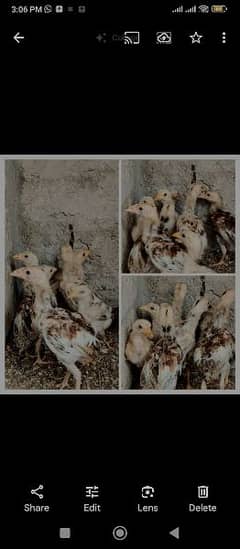 aseel chicks and murgha for sale