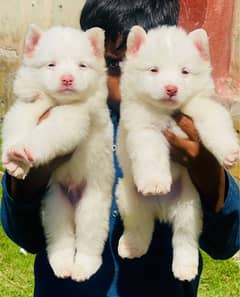 pink nose russian puppies | Russian puppies | Dogs for sale