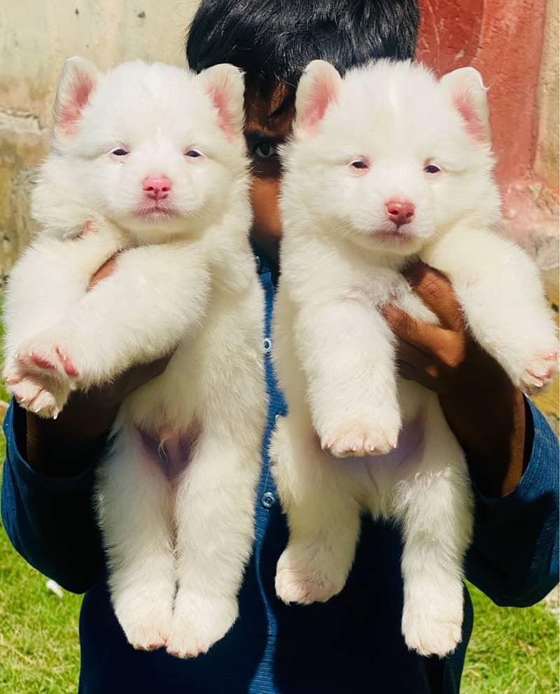 pink nose russian puppies | Russian puppies | Dogs for sale 0