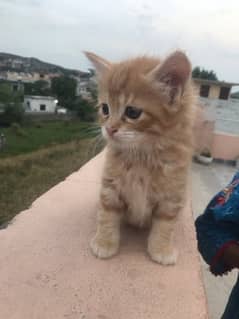 Kittens for sale any one Male| curly hair cat