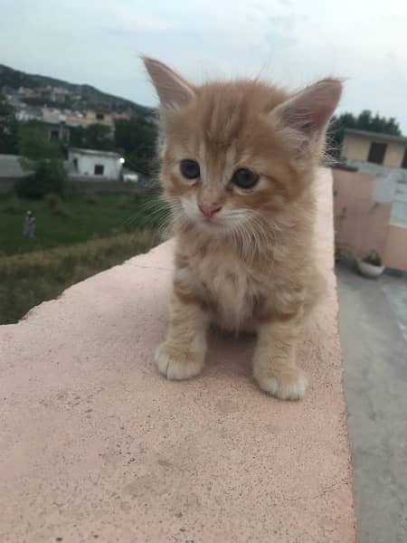 Kittens for sale any one Male| curly hair cat 1