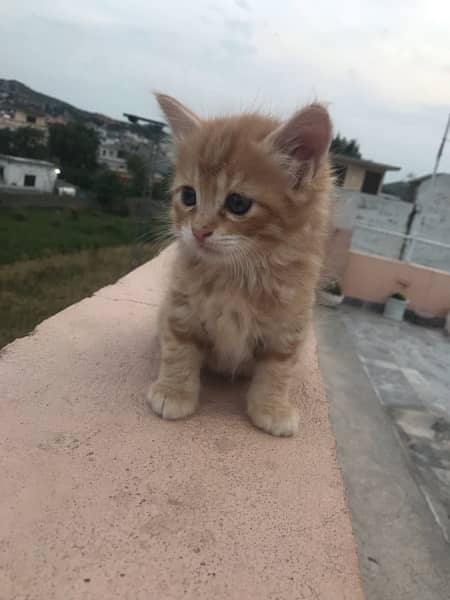 Kittens for sale any one Male| curly hair cat 2