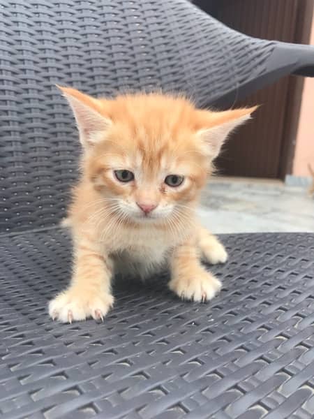 Kittens for sale any one Male| curly hair cat 3