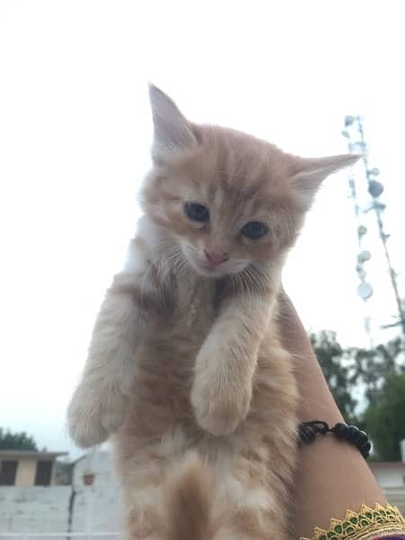 Kittens for sale any one Male| curly hair cat 4