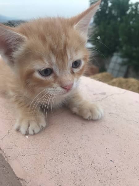 Kittens for sale any one Male| curly hair cat 5