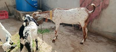 Makhi cheni goat for sale