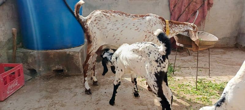 Makhi cheni goat for sale 1