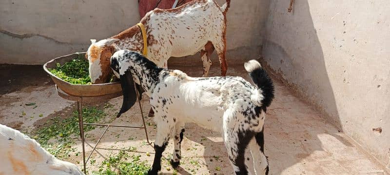 Makhi cheni goat for sale 2