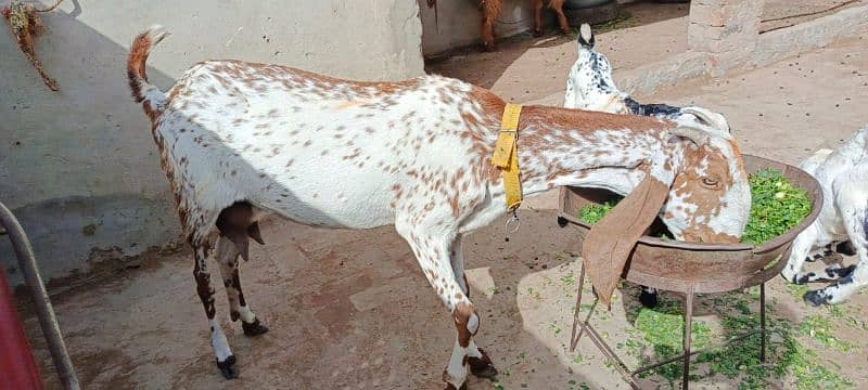 Makhi cheni goat for sale 3