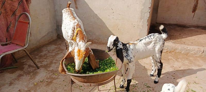 Makhi cheni goat for sale 4