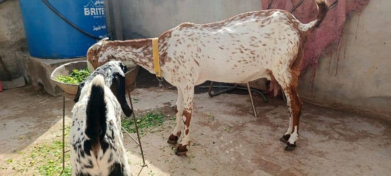Makhi cheni goat for sale 5