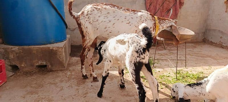 Makhi cheni goat for sale 6