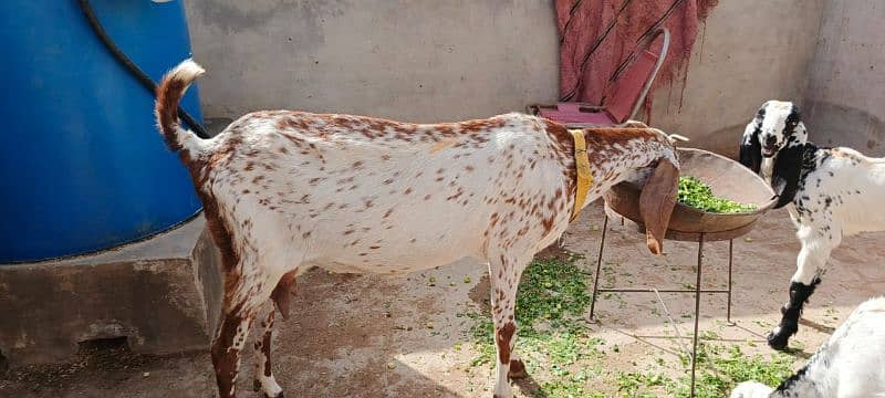 Makhi cheni goat for sale 7