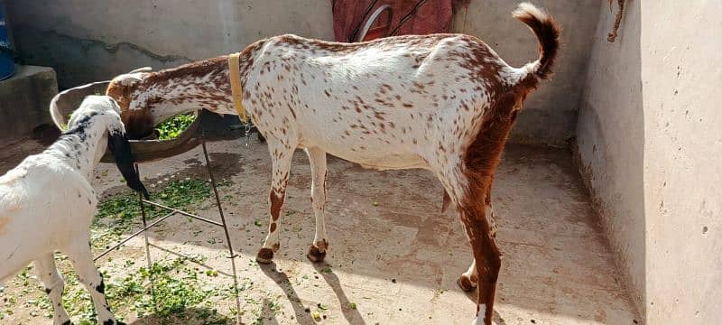 Makhi cheni goat for sale 8